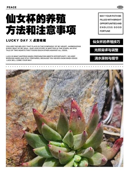 仙女杯的养殖方法和注意事项,仙女杯怎么养才能爆头-第6张图片-优品飞百科 仙女杯的养殖方法和注意事项,仙女杯怎么养才能爆头-第6张图片-优品飞百科