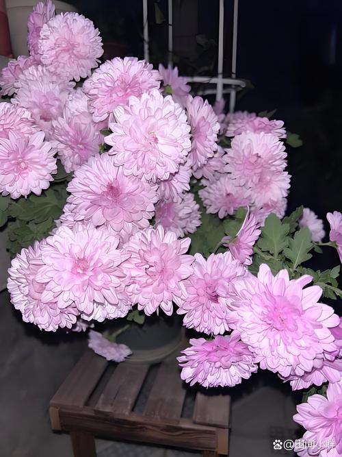 荷兰菊的花语和传说，荷兰菊的花语和传说是什么？-第2张图片-优品飞百科