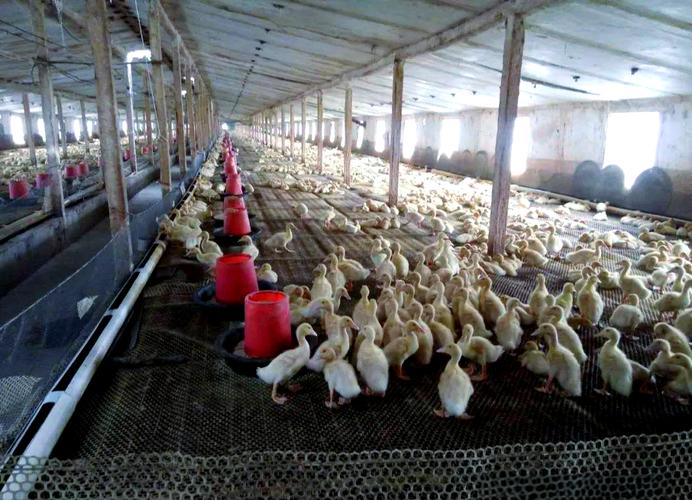 10个养肉误区,养肉肉要注意什么-第1张图片-优品飞百科 10个养肉误区,养肉肉要注意什么-第1张图片-优品飞百科