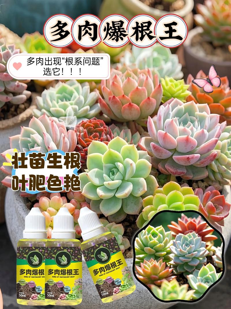 10个养肉误区,养肉肉要注意什么-第3张图片-优品飞百科 10个养肉误区,养肉肉要注意什么-第3张图片-优品飞百科