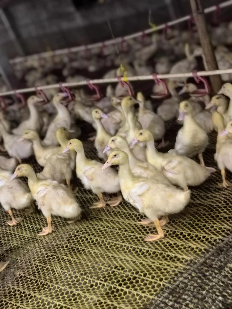 10个养肉误区,养肉肉要注意什么-第5张图片-优品飞百科 10个养肉误区,养肉肉要注意什么-第5张图片-优品飞百科