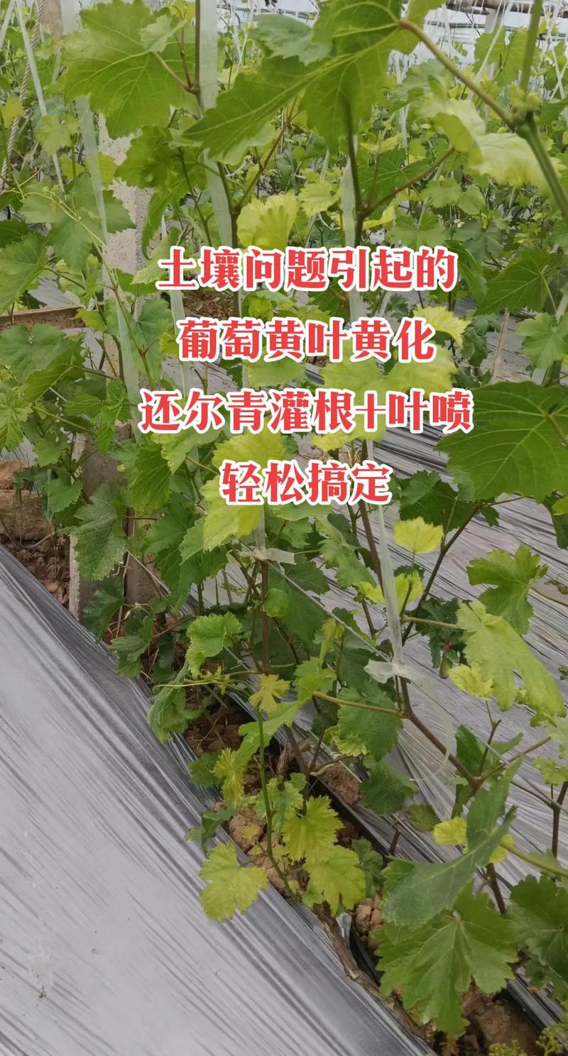 葡萄黄叶是什么病用什么药，是什么原因造成的，葡萄黄叶子怎么办