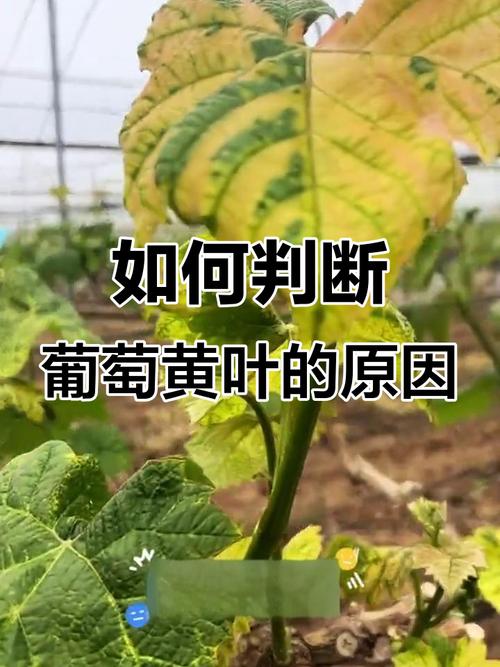 葡萄黄叶是什么病用什么药，是什么原因造成的，葡萄黄叶子怎么办-第2张图片-优品飞百科