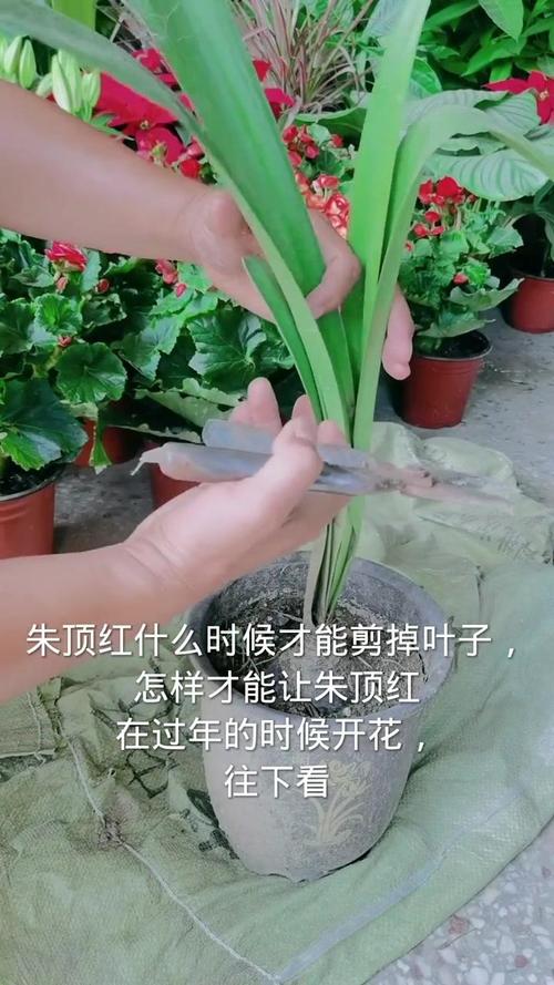 朱顶红几月份剪叶子，朱顶红 修剪？