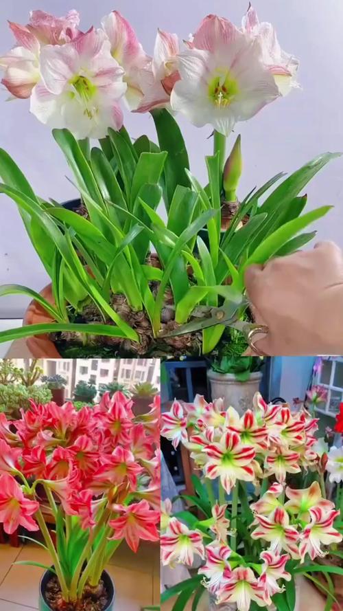 朱顶红几月份剪叶子，朱顶红 修剪？-第2张图片-优品飞百科