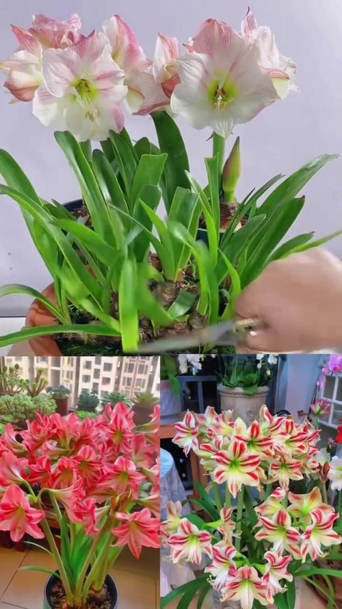 朱顶红几月份剪叶子，朱顶红 修剪？-第3张图片-优品飞百科