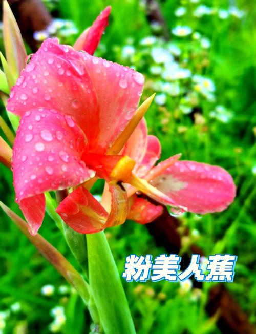 粉美人蕉的养殖方法及注意事项？粉色美人蕉？-第3张图片-优品飞百科