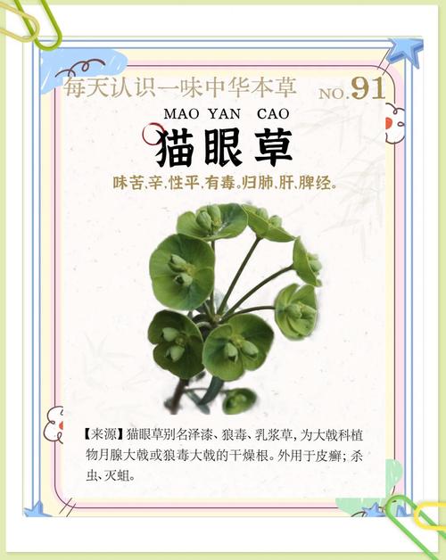 如何辨别猫眼草？什么是猫眼草的图片给我看吗？-第4张图片-优品飞百科