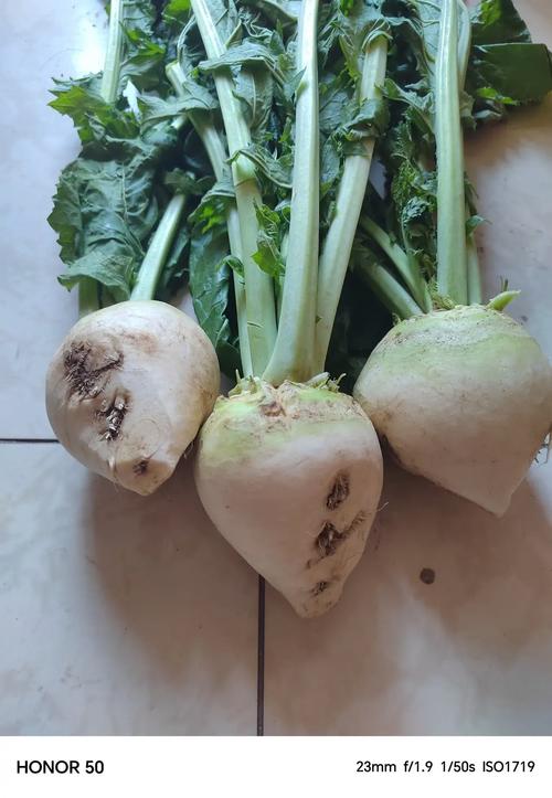 如何辨别猫眼草？什么是猫眼草的图片给我看吗？-第5张图片-优品飞百科