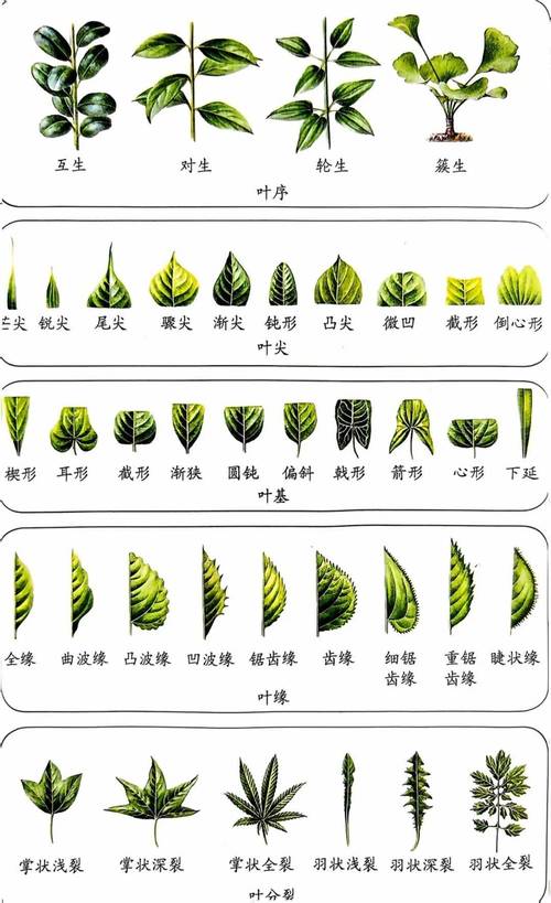 如何辨别猫眼草？什么是猫眼草的图片给我看吗？-第6张图片-优品飞百科