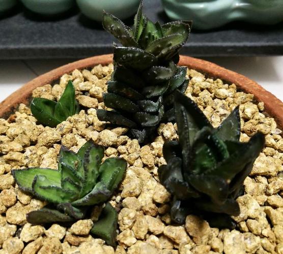 茜之塔的花语，茜之塔好养吗-第4张图片-优品飞百科