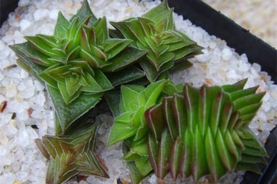 茜之塔的花语，茜之塔好养吗-第5张图片-优品飞百科