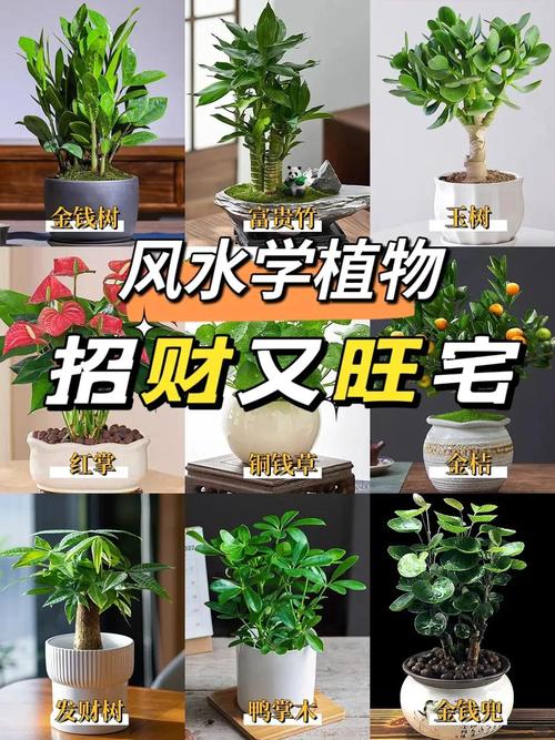 这6种花，一养就上瘾，日子越过越美好！，啥花好养？
