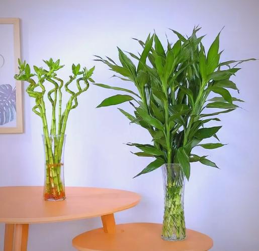 这6种花，一养就上瘾，日子越过越美好！，啥花好养？-第2张图片-优品飞百科