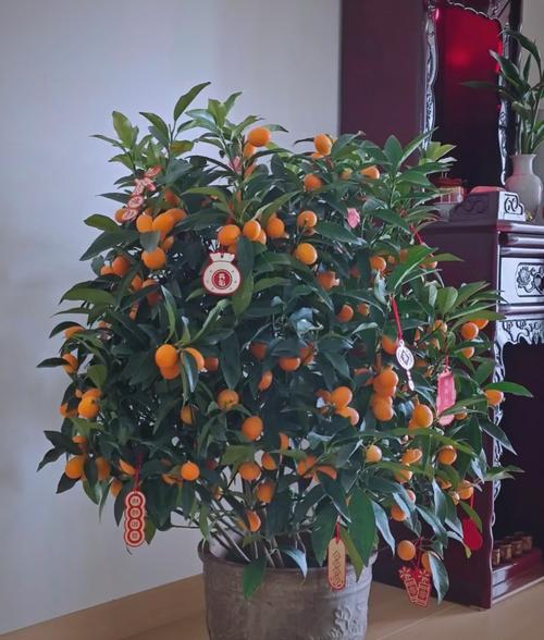 这6种花，一养就上瘾，日子越过越美好！，啥花好养？-第4张图片-优品飞百科