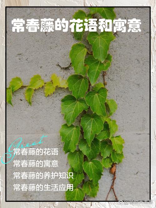 常春藤有什么作用，常春藤的用处？-第1张图片-优品飞百科