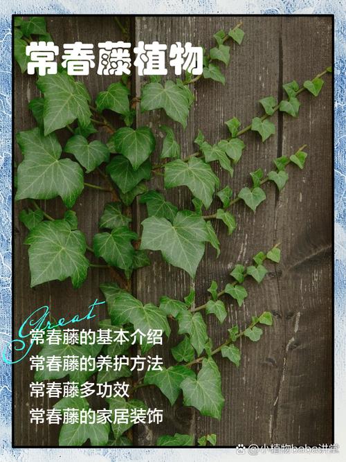 常春藤有什么作用，常春藤的用处？-第2张图片-优品飞百科