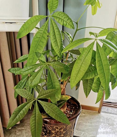 常春藤有什么作用，常春藤的用处？-第5张图片-优品飞百科