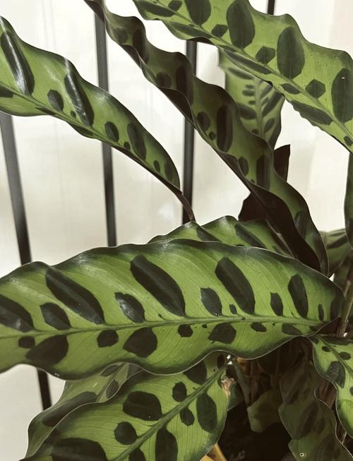 豹纹竹芋的养殖方法和注意事项，豹纹竹芋的作用与功效？-第3张图片-优品飞百科