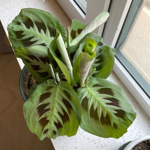 豹纹竹芋的养殖方法和注意事项，豹纹竹芋的作用与功效？-第4张图片-优品飞百科