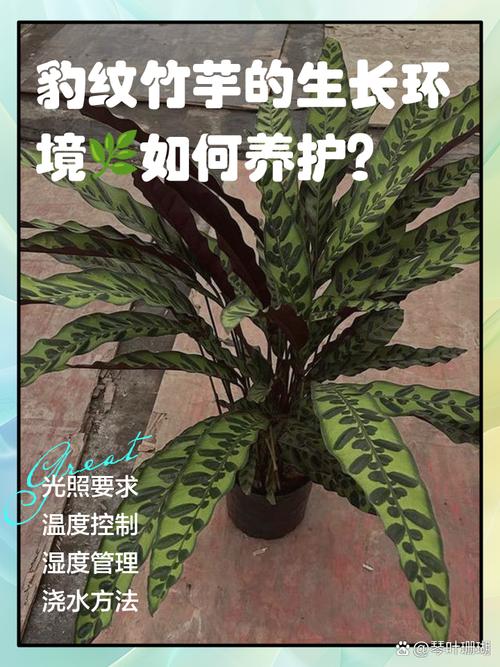 豹纹竹芋的养殖方法和注意事项，豹纹竹芋的作用与功效？-第5张图片-优品飞百科