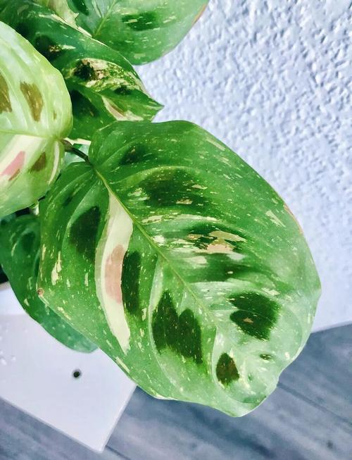 豹纹竹芋的养殖方法和注意事项，豹纹竹芋的作用与功效？-第8张图片-优品飞百科
