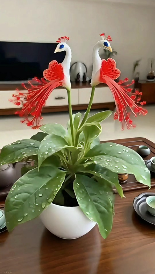 孔雀球浇水过多怎么办，孔雀水培？