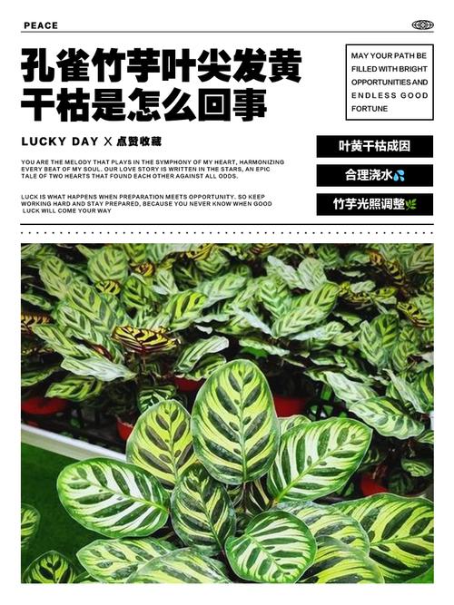 孔雀球浇水过多怎么办，孔雀水培？-第3张图片-优品飞百科