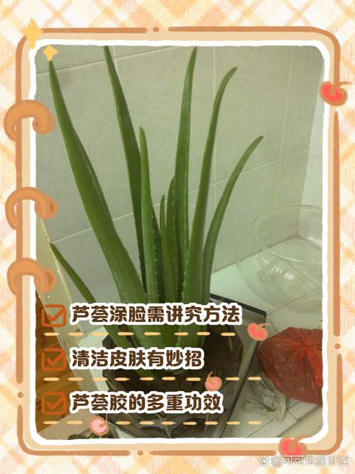 芦荟能直接涂在脸上吗，芦荟怎么敷脸？芦荟可以直接涂在脸上吗 芦荟有哪些功效？-第2张图片-优品飞百科