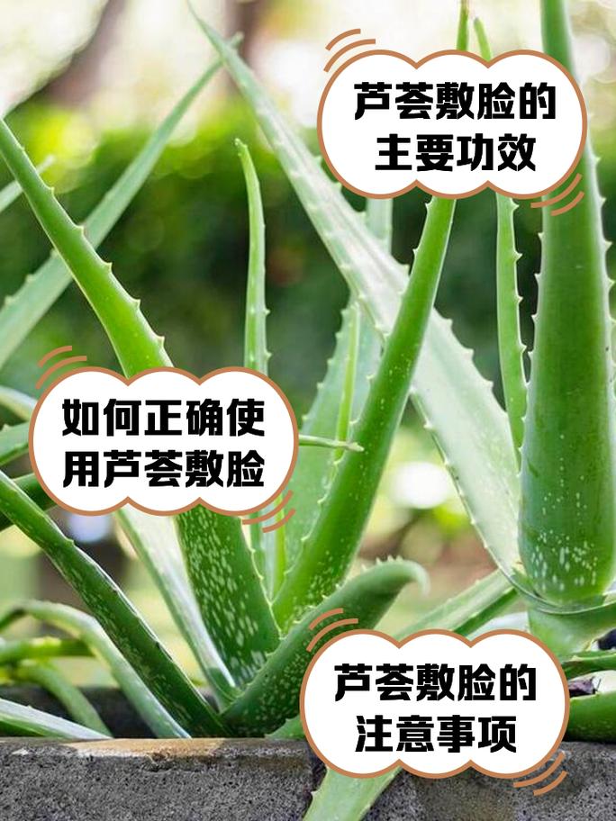 芦荟能直接涂在脸上吗，芦荟怎么敷脸？芦荟可以直接涂在脸上吗 芦荟有哪些功效？-第5张图片-优品飞百科