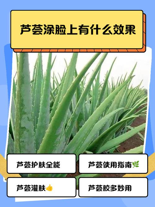 芦荟能直接涂在脸上吗，芦荟怎么敷脸？芦荟可以直接涂在脸上吗 芦荟有哪些功效？-第6张图片-优品飞百科