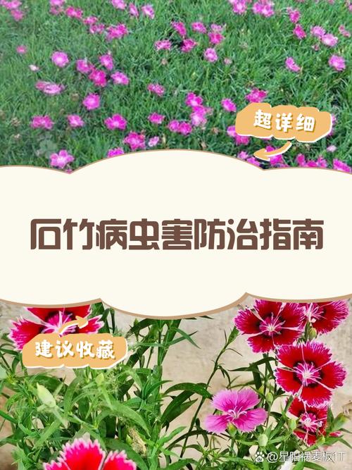石竹黄叶的原因和处理办法？石竹叶尖发黄枯婑是什么原因？