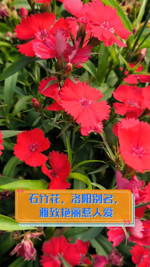 石竹黄叶的原因和处理办法？石竹叶尖发黄枯婑是什么原因？-第2张图片-优品飞百科