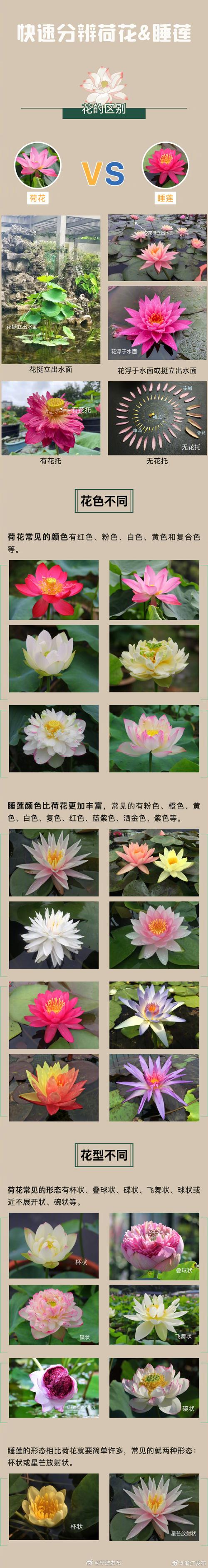 荷花与莲花的区别，荷花与莲花的区别顺口溜