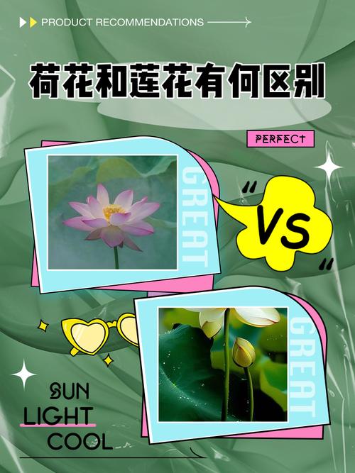 荷花与莲花的区别，荷花与莲花的区别顺口溜-第2张图片-优品飞百科