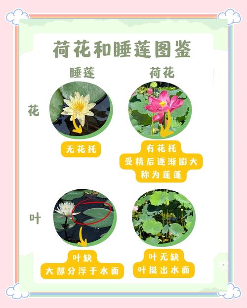 荷花与莲花的区别，荷花与莲花的区别顺口溜-第4张图片-优品飞百科