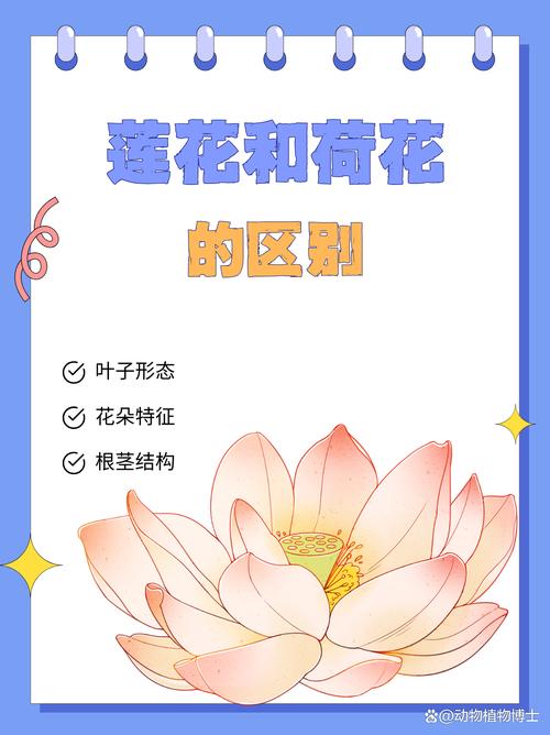 荷花与莲花的区别，荷花与莲花的区别顺口溜-第3张图片-优品飞百科