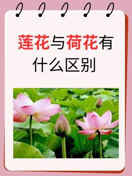 荷花与莲花的区别，荷花与莲花的区别顺口溜-第5张图片-优品飞百科
