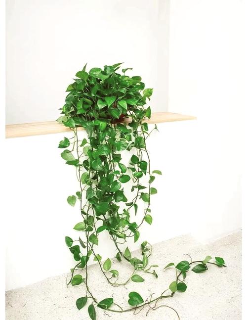绿萝夏天可以换盆吗，绿萝夏天可以换盆吗视频-第3张图片-优品飞百科