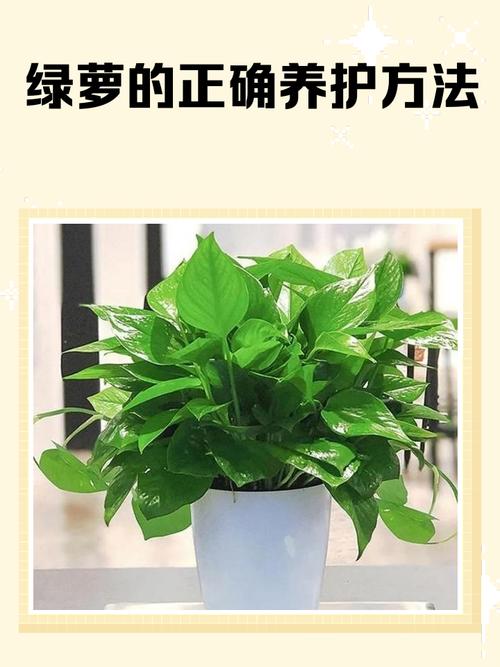 绿萝夏天可以换盆吗，绿萝夏天可以换盆吗视频-第4张图片-优品飞百科