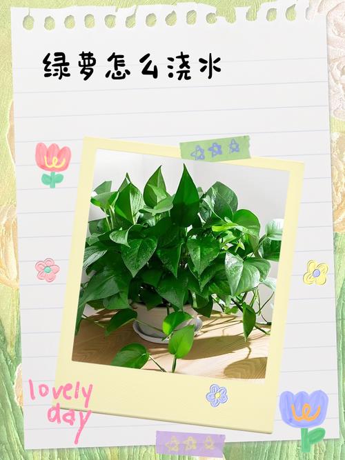 绿萝夏天可以换盆吗，绿萝夏天可以换盆吗视频-第5张图片-优品飞百科