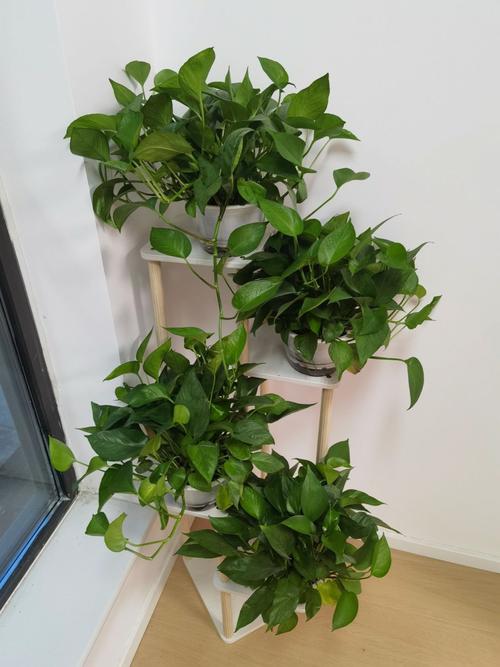 绿萝夏天可以换盆吗，绿萝夏天可以换盆吗视频-第7张图片-优品飞百科