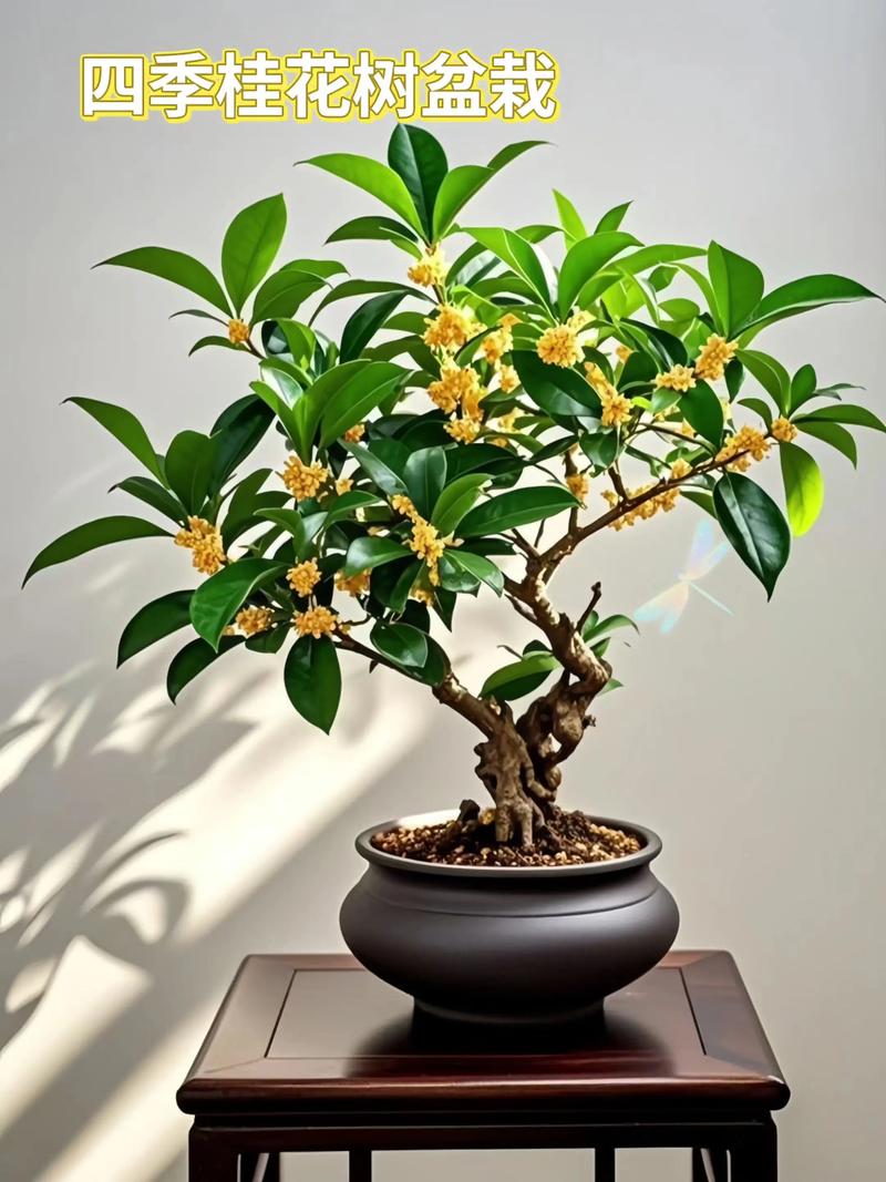 盆景桂花怎样过冬，盆栽桂花的冬季管理？
