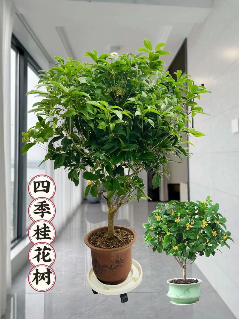 盆景桂花怎样过冬，盆栽桂花的冬季管理？-第2张图片-优品飞百科