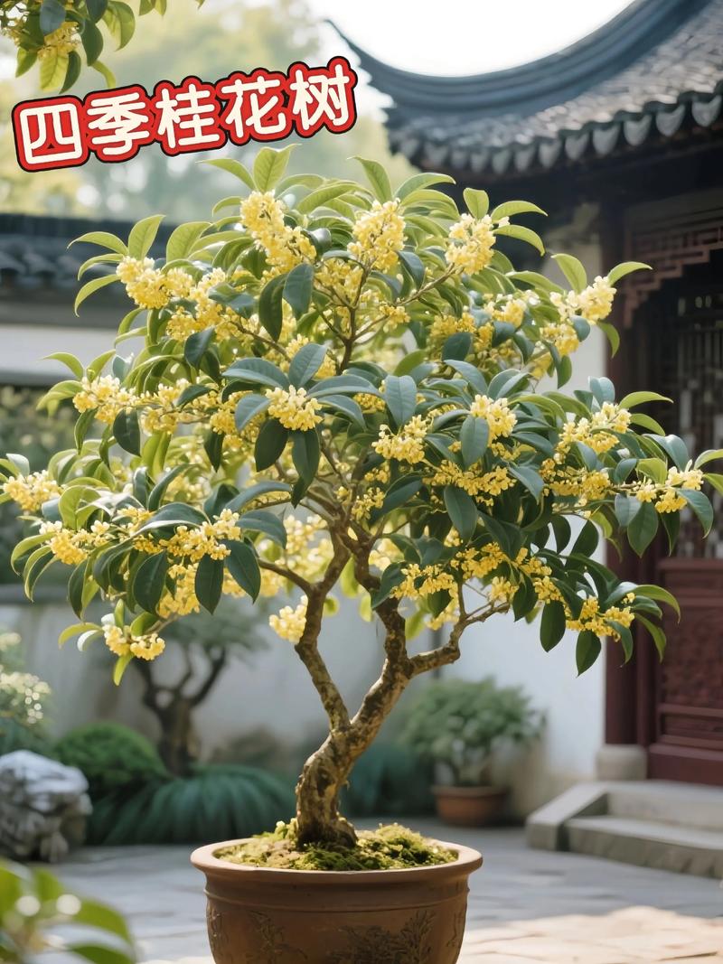 盆景桂花怎样过冬，盆栽桂花的冬季管理？-第3张图片-优品飞百科
