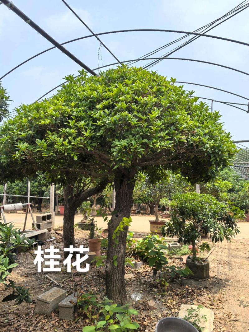 盆景桂花怎样过冬，盆栽桂花的冬季管理？-第4张图片-优品飞百科