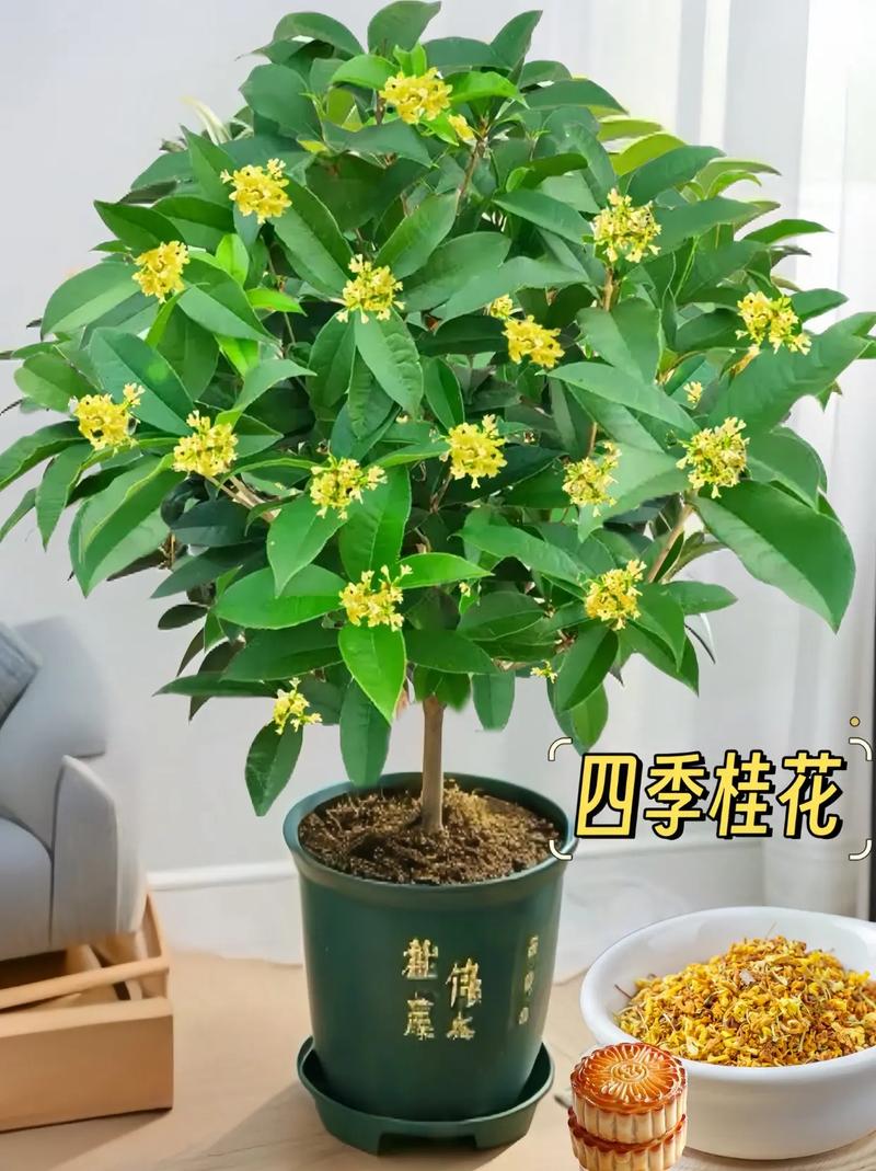 盆景桂花怎样过冬，盆栽桂花的冬季管理？-第5张图片-优品飞百科