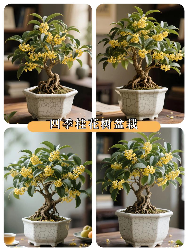 盆景桂花怎样过冬，盆栽桂花的冬季管理？-第6张图片-优品飞百科