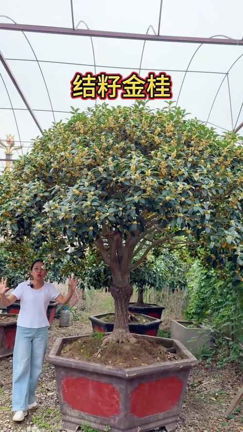 盆景桂花怎样过冬，盆栽桂花的冬季管理？-第7张图片-优品飞百科