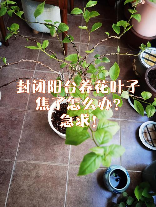 茉莉叶子干焦怎么办？茉莉叶子发干怎么办？